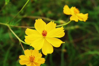 Aywal Cosmos Hybrid Flower Seed(10 per packet)