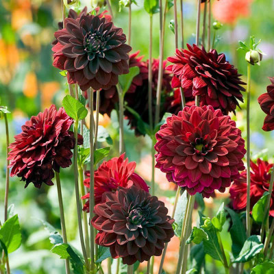 CYBEXIS VXI-2 - Delightful Dahlia Flower Mix - (180 Seeds) Seed(180 per packet)