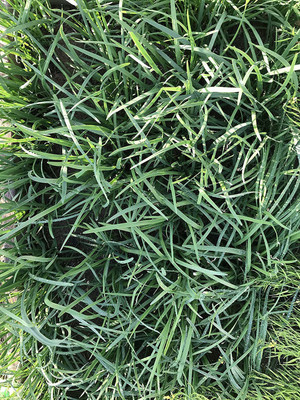 CYBEXIS GBPUT-61 - Chinese Garlic Chives - (750 Seeds) Seed(750 per packet)