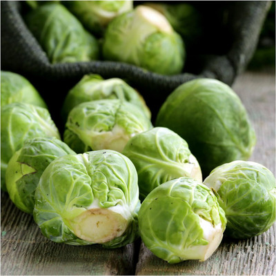 Biosnyg YIX-85 Brussels Sprout Long Island Improved (Brassica oleracea)-[200 Seeds] Seed(200 per packet)
