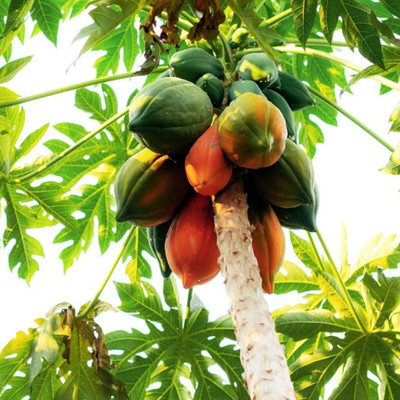 jkfarm Papaya, Pepe Seed(1000 per packet)