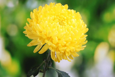 Quentova Chrysanthemum Flower(Yellow)-11F-VOX Seed(75 per packet)