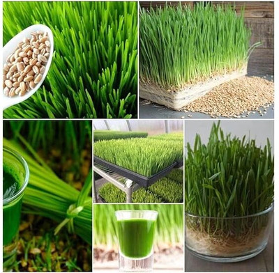 Aywal Wheatgrass Seed(500 per packet)