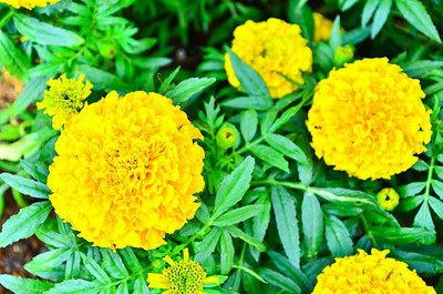 APERA marigold/gende ka phool flower seeds Seed(50 per packet)