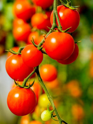 Aadhiyogi ayurvedha tomato Seed(150 per packet)