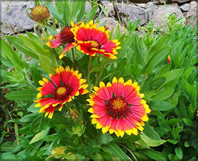 BDSresolve Gaillardia flower seeds for gardening Seed(125 per packet)