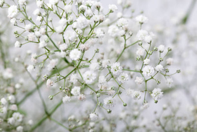 seedex gypsophila flower Seed(100 per packet)