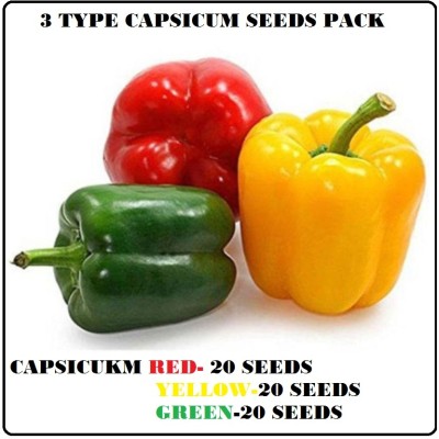 STOREFLIX 3 Type organic capsicum vegetable plant seeds pack red,yellow,green Seed(100 per packet)