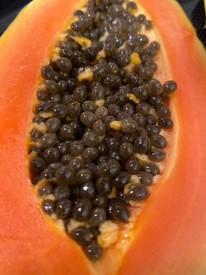 Farmonix Florida Red Royale Papaya Seeds Seed(50 per packet)