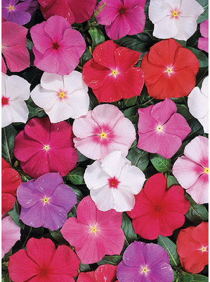 Mozette Vinca Flower Seed(12 per packet)