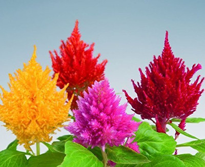 Lorvox COLORFUL Mixed CELOSIA Flower Seed(145 per packet)