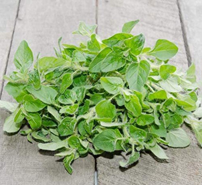 CYBEXIS LX-81 - Italian Oregano - Wild Marjoram - (1350 Seeds) Seed(1350 per packet)