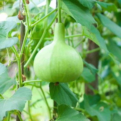 KNESSiN High-Yielding Desi Variety Bottle Gourd/Lauki Round Seeds-[10gm] Seed(50 per packet)
