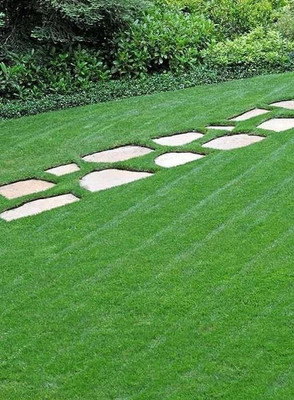 BDSresolve korean grass seeds/Lawn Grass Seeds 7400 Seed(7400 per packet)