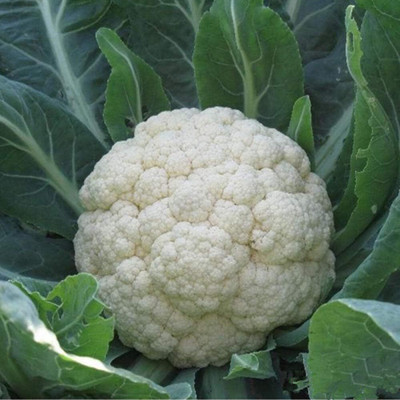 KNESSiN DLX-68 White Cauliflower Seed(500 per packet)