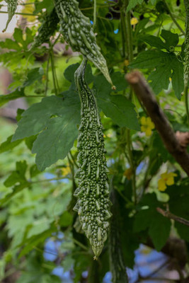 Kodali Hybrid F1 Bitter Gourd Seed Pack Of 27 Seed(27 per packet)