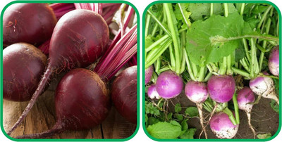 CRGO TURNIP , SHALGAM Seed(80 per packet)