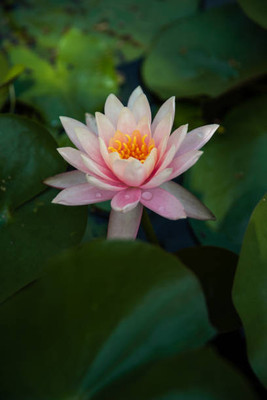 SM PLUS lotus,kamal gatta Seed(11 per packet)