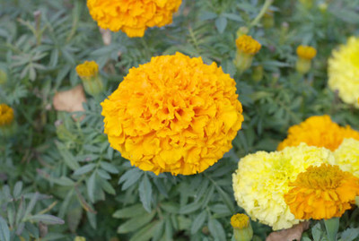 Radhakrishna marigold/gende ka phool flower seeds Seed(50 per packet)