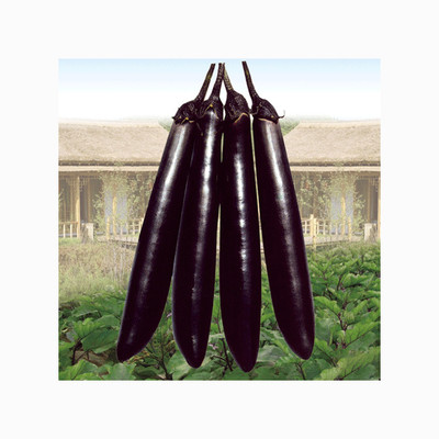 UGRA Brinjal/Eggplant Vegetable Seed(4000 per packet)