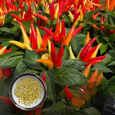 Epazo Ornamental Chilly (Capsicum) Choice Flower Seed(20 per packet)
