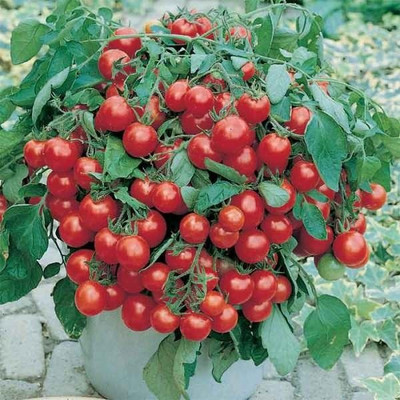 VRAKSHA Cherry Tomato Tamatar Seed(200 per packet)