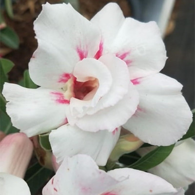 CRGO ADENIUM Seed(90 per packet)