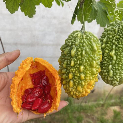 Qualtivate AXL-1AT Bitter Gourd Seed(50 per packet)