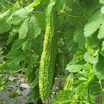 Qualtivate ICRA-7A Bitter Melon|Bitter Squash Balsam Pear Seed(50 per packet)