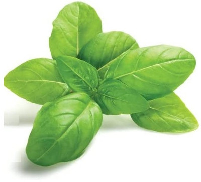 Qualtivate GUA-101 Thai Basil Heirloom Seeds Seed(1000 per packet)