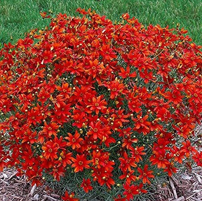 Lorvox Candytuft Flower F1 Hybrid Seed(115 per packet)