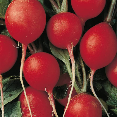 CYBEXIS ATS-67 - Cherry Radish Red - (2250 Seeds) Seed(2250 per packet)