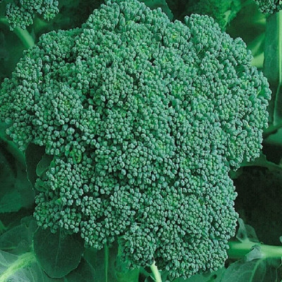 WILLVINE MAH -XII Calabrese Green Broccoli - Brassica oleracea [1g]- 300 Seeds Seed(1 g)
