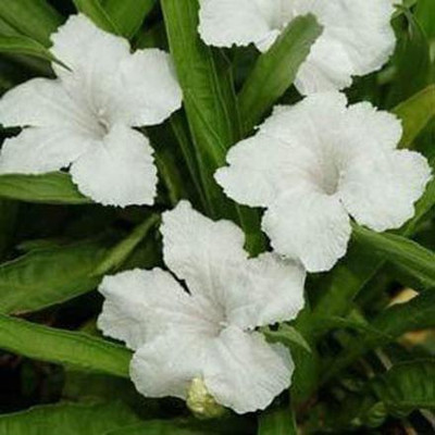 CYBEXIS XL-97 - White Petunia - (540 Seeds) Seed(540 per packet)