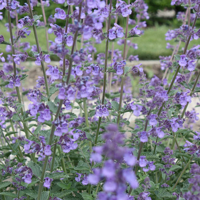 CYBEXIS TLX-58 - Catnip for Planting - (13500 Seeds) Seed(13500 per packet)