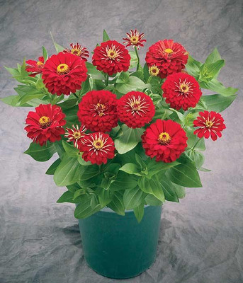 DECORPLIX ZINNIA SEED Seed(100 per packet)