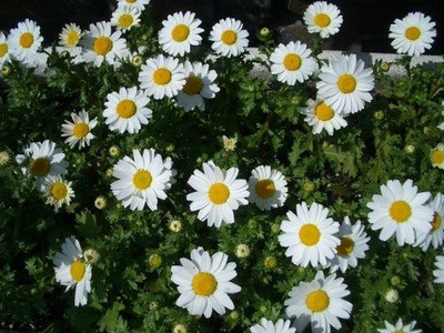 Lorvox Chrysanthamum Mix/Chamanti Seed(70 per packet)