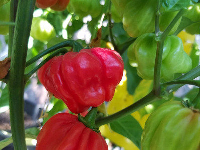 Biosnyg Hybrid Purple Splotched Pepper Vegetable Seeds For Gardening-(4000 Seeds) Seed(4000 per packet)