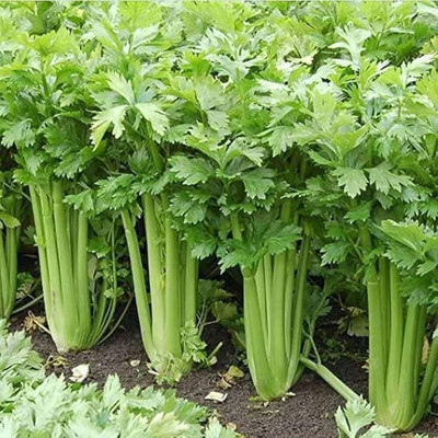 LPR Coriander,KHIRA Seed(400 per packet)