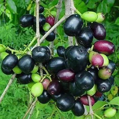 MAA Black Plum, Kala Jamun, Java Plum Seed(17 per packet)