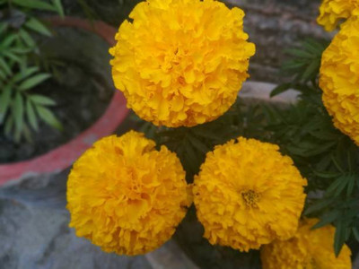 ZIFR marigold,gende ka phool Seed(30 per packet)