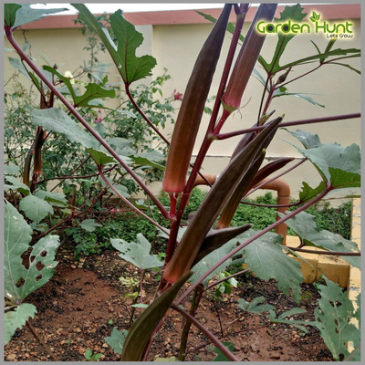 WILLVINE Bhendi Red (Red Ladies Finger/Red Okra) Heirloom Seeds-[1000 Seeds] Seed(1000 per packet)