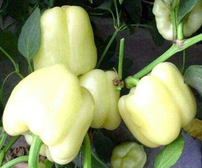 CYBEXIS Vegetable - Sweet Pepper - Seeds - White Bell Capsicum600 Seeds Seed(600 per packet)