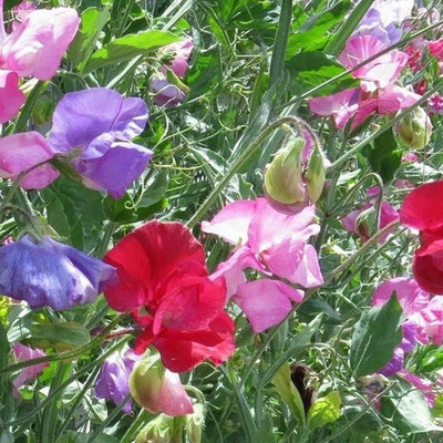 Qualtivate HUA-3A Fragrant Sweet Peas Seeds Seed(200 per packet)