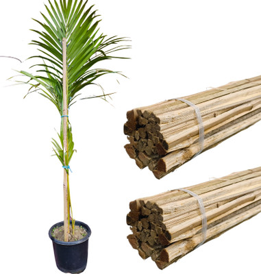 Sub Enterprises 3 ft High Strength Natural Bamboo Plant Support Sticks - Garden Sticks 40p Plant Straightener(Pack of 40)