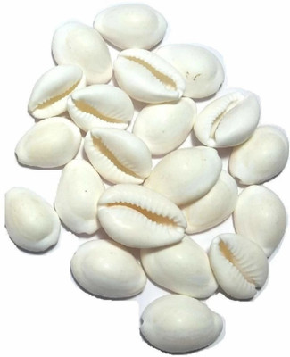 Rudra Kaudi/Kawri/Kori Sea Shell For Puja And Multi Purpose Uses (21 Pcs) Earthenware Yantra(Pack of 21)
