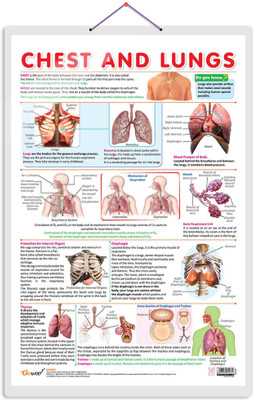 CHEST AND LUNGS CHART | Exploring the Respiratory System: Comprehensive Chest and Lungs Chart Paper Print(30 inch X 20 inch)