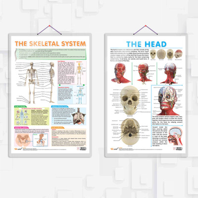 THE SKELETAL SYSTEM chart and THE HEAD chart | combo of 2 chart | Exploring Anatomy: The Skeletal System Chart & The Head Chart Paper Print(30 inch X 20 inch)