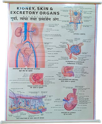 Human Kidney, Skin Lamination Chart 70x100cm long Eng.- Hindi combined, Wall hanging Paper Print(40 inch X 28 inch, Rolled form, packed in Corrugated box.)