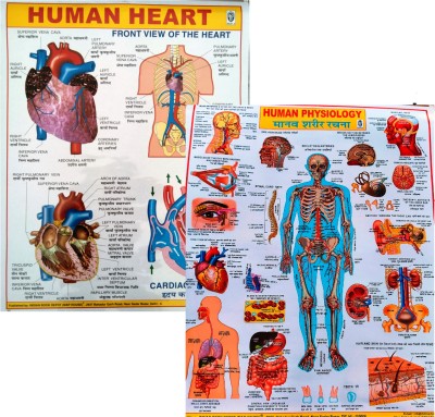 Combo Pack: Human Physiology & Heart Wall Charts Educational Chart for Students & Teachers Photographic Paper(22 inch X 18 inch, ROLLED)